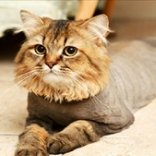 Гостиница для котов стоимость Отель для кошек цены