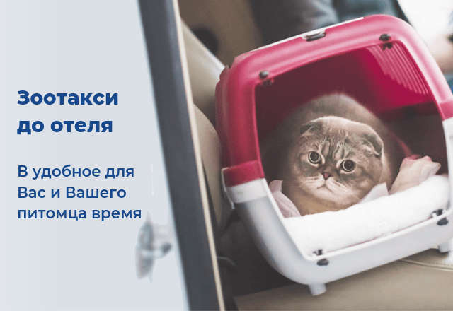 Гостиница для животных BookingCat - гостиница для кошек и собак, по низким  ценам