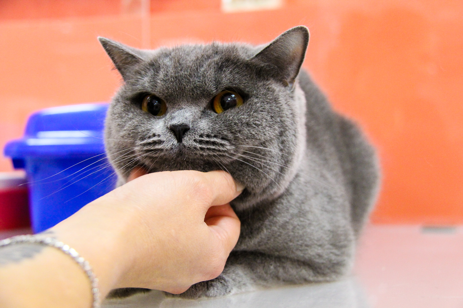 Можно ли стричь когти кошкам? - BookingCat.ru